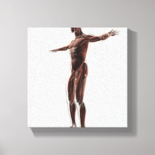 Toile Anatomie du système musculaire masculin, vue de