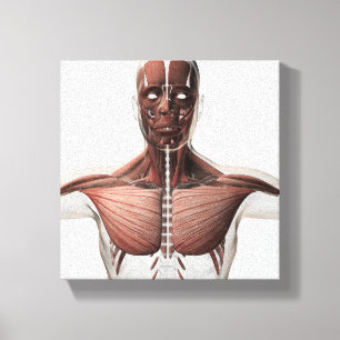 Toile Anatomie du système musculaire masculin, vue de