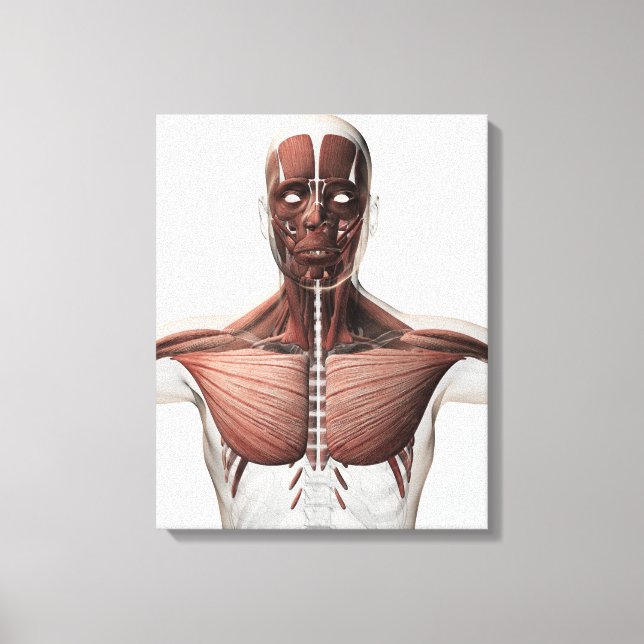Toile Anatomie Du Système Musculaire Masculin, Vue latér (Recto)