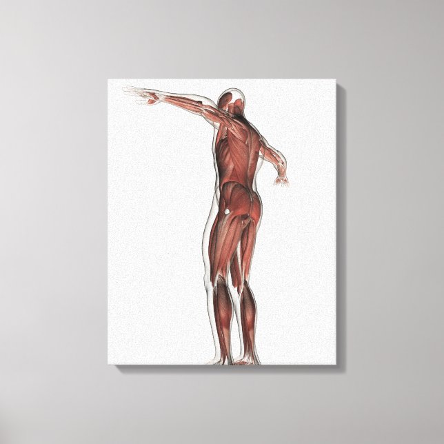 Toile Anatomie Du Système Musculaire Masculin, Vue Posté (Recto)