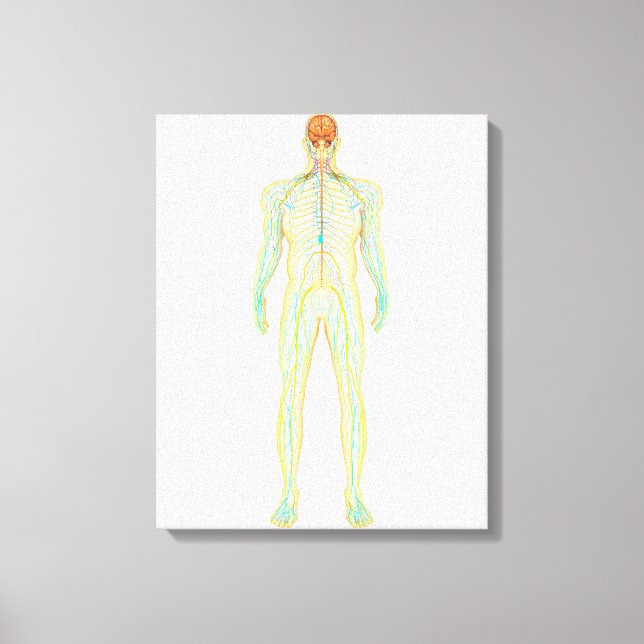 Toile Anatomie Du Système Nerveux Et Lymphatique Humain (Recto)