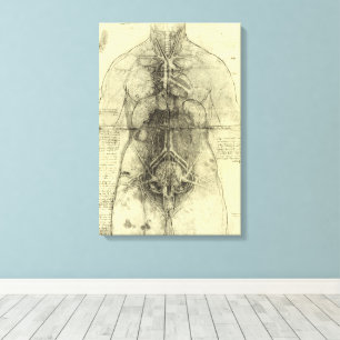 Toile Anatomie humaine de Léonard de Vinci, Torse fémini
