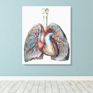 Toile Anatomie humaine Vintage Poumons Organs cardiaques