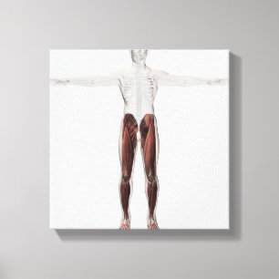 Toile Anatomie masculine de muscle des jambes humaines,