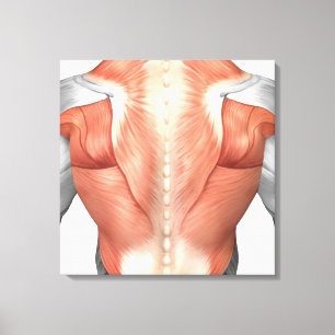 Toile Anatomie masculine de muscle du dos 1 d'humain
