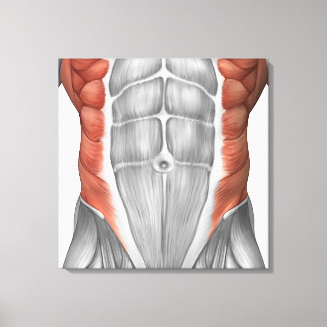 Toile Anatomie Musculaire Masculine Du Mur Abdominal (Recto)