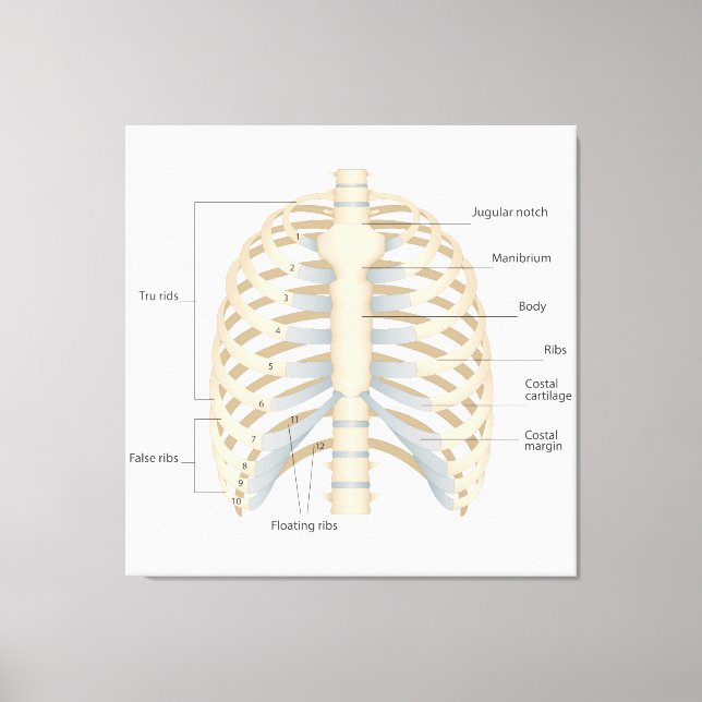 Toile Anatomie thoracique humaine (Recto)