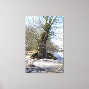 Toile Ancien arbre sur la rive, Vie de plage