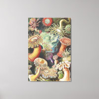 Anémones de mer, Actiniae Seeanemonen Ernst Haecke