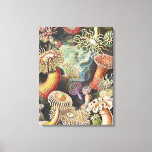 Toile Anémones de mer, Actiniae Seeanemonen Ernst Haecke