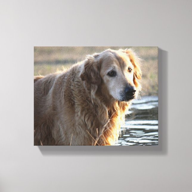 Toile Angel d'or (Golden Retriever) (Recto)