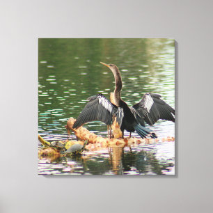 Toile Anhinga Bird Canvas Imprimer