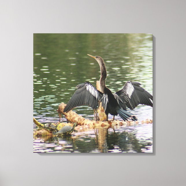Toile Anhinga Bird Canvas Imprimer (Recto)