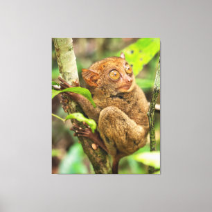 Toile Animal de mange de singe Tarsier