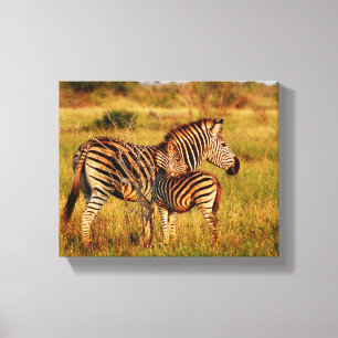 Toile Animaux Afrique zèbre