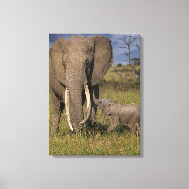 Toile Animaux de bébés cutest | Amama Elephant Avec Bébé (Recto)