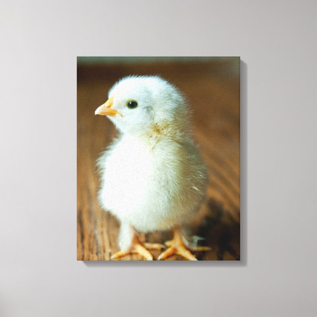 Toile Animaux de bébés cutest | Baby Chick (Recto)
