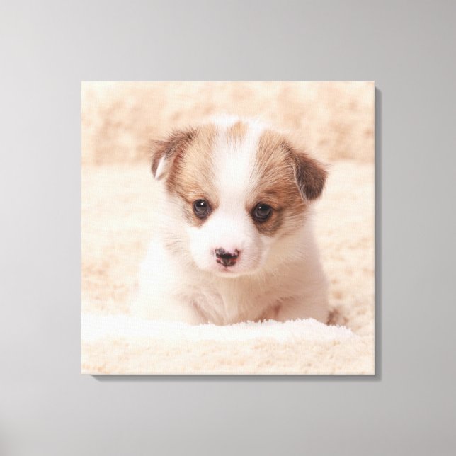 Toile Animaux de bébés cutest | Baby Corgi (Recto)