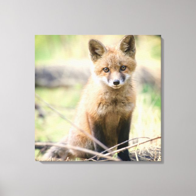 Toile Animaux de bébés cutest | Baby Fox (Recto)