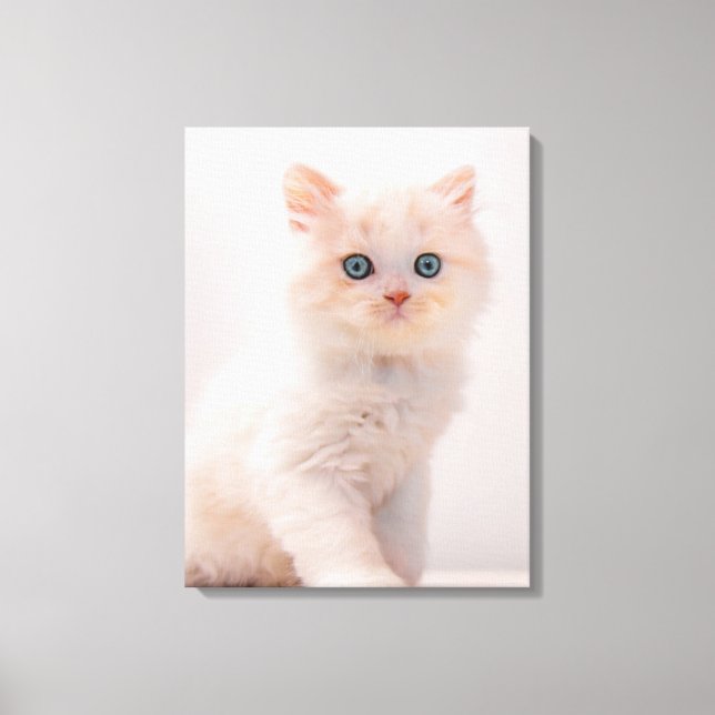 Toile Animaux de bébés cutest | Blue Eye Kitten (Recto)