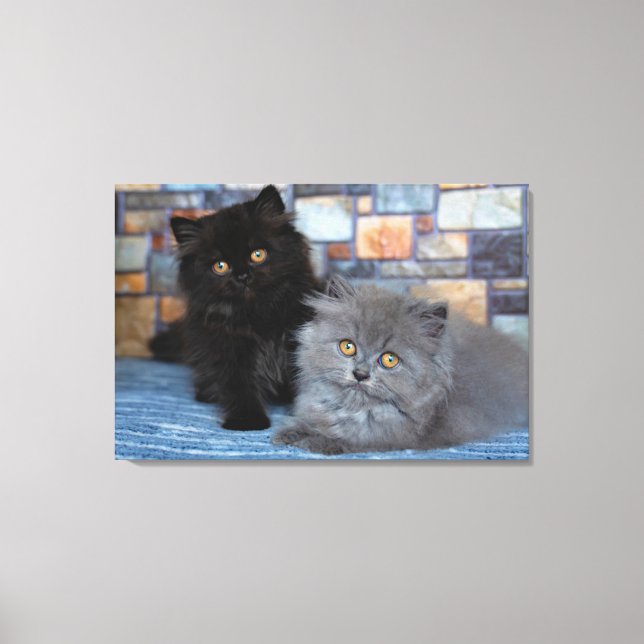 Toile Animaux de bébés cutest | Chatons persans sur couv (Recto)
