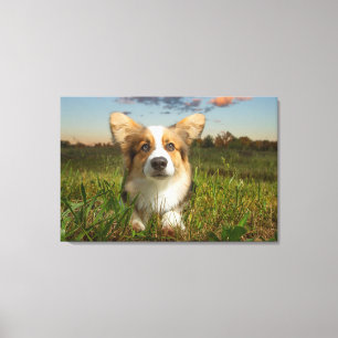 Toile Animaux de bébés cutest   Corgi dans le nuage