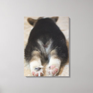 Toile Animaux de bébés cutest Corgi Puppy Derrière