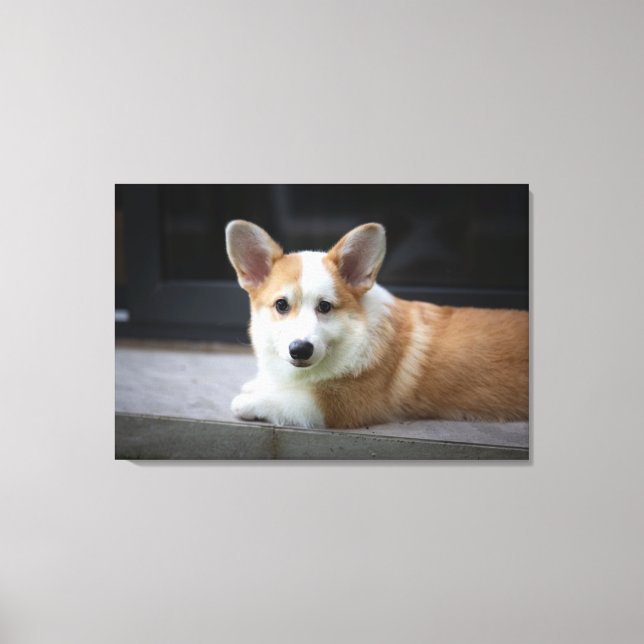 Toile Animaux de bébés cutest | Corgi Puppy Relaxant (Recto)