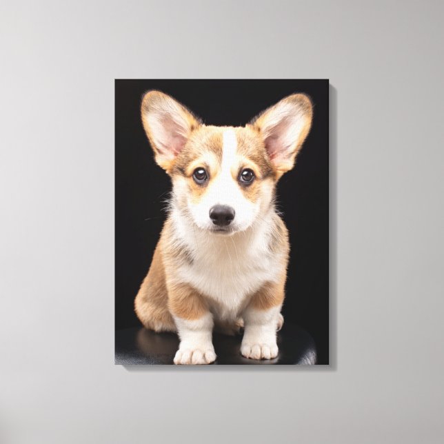 Toile Animaux de bébés cutest | Corgi Puppy Standing Hau (Recto)
