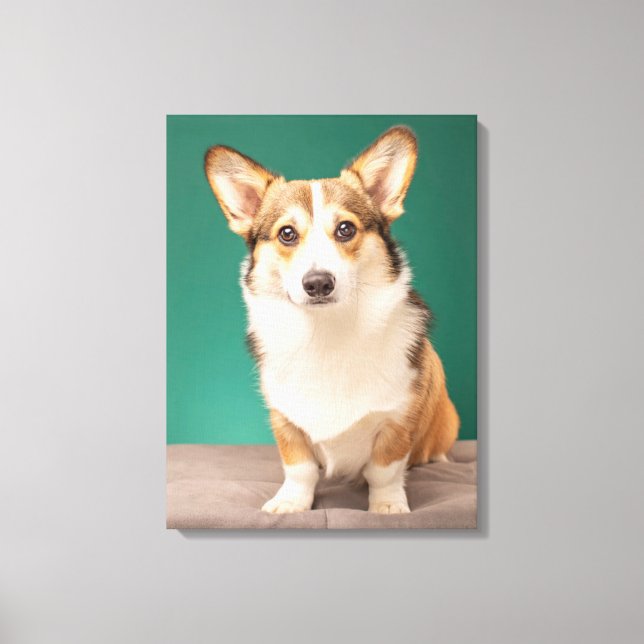 Toile Animaux de bébés cutest | Corgi sur Turquoise (Recto)