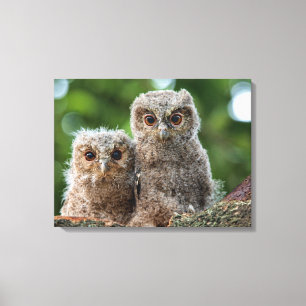 Toile Animaux de bébés cutest   Deux jeunes hiboux