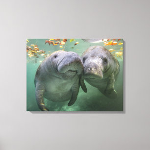 Toile Animaux de bébés cutest Deux Manatees