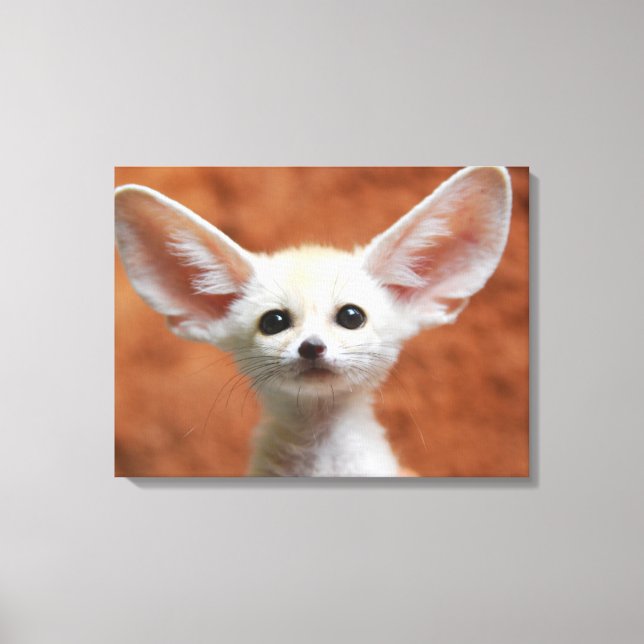 Toile Animaux de bébés cutest | Fennec Fox Pup (Recto)
