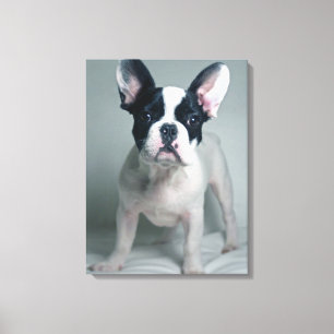 Toile Animaux de bébés cutest French Bulldog Puppy