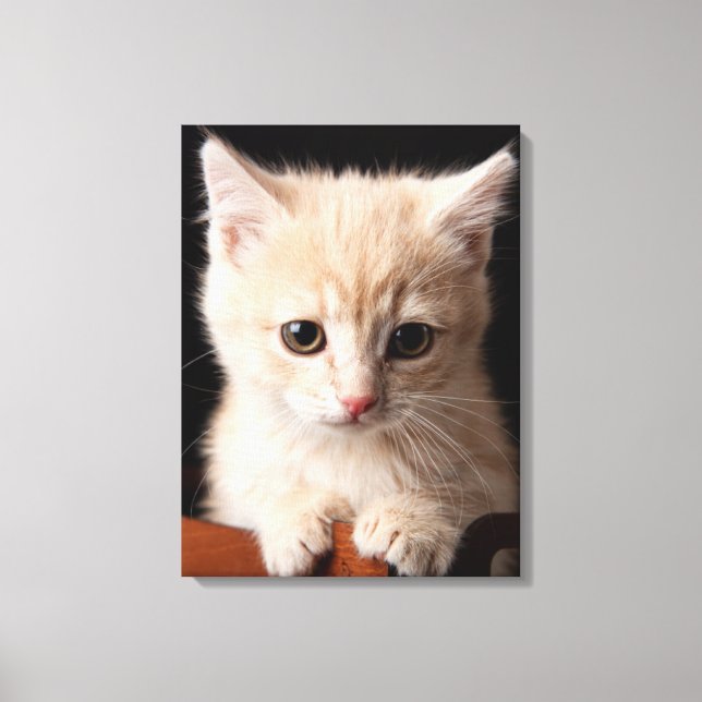 Toile Animaux de bébés cutest | Ginger Kitten (Recto)