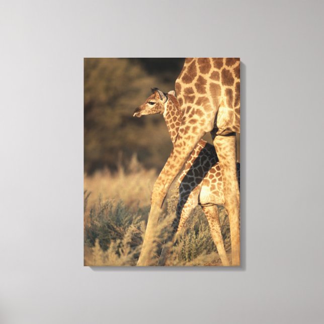Toile Animaux de bébés cutest | Girafe bébé et parent (Recto)