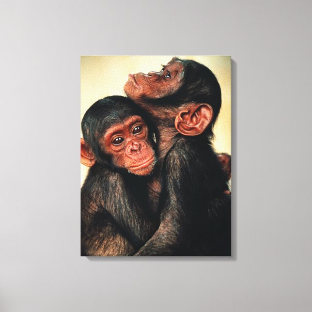 Toile Animaux de bébés cutest | Hug de chimpanzé (Recto)