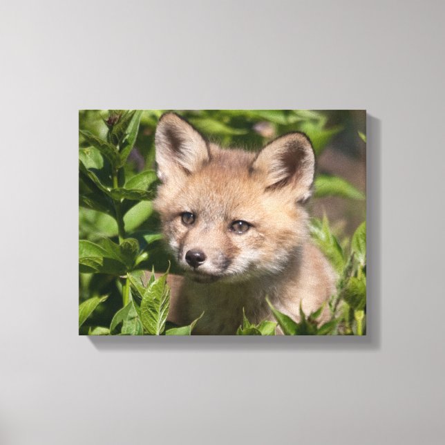 Toile Animaux de bébés cutest | Kit Fox (Recto)