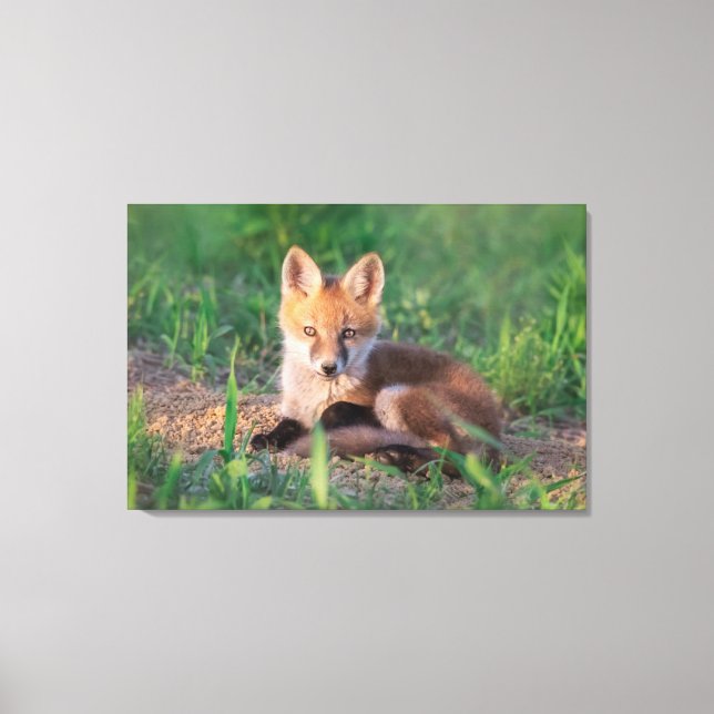 Toile Animaux de bébés cutest | Kit Red Fox Relaxant (Recto)