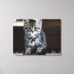 Toile Animaux de bébés cutest   Kitten sur Touches de pi