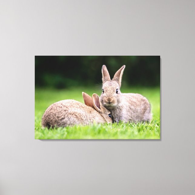 Toile Animaux de bébés cutest | Lapins de lapin sauvage (Recto)