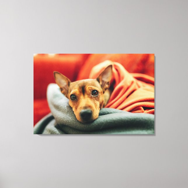 Toile Animaux de bébés cutest | Miniature Pinscher (Recto)