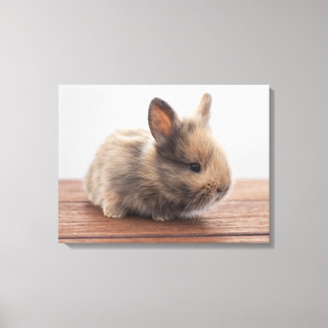 Toile Animaux de bébés cutest | Petit lapin bébé (Recto)