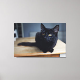 Toile Animaux de bébés cutest Portrait d'un chat noir