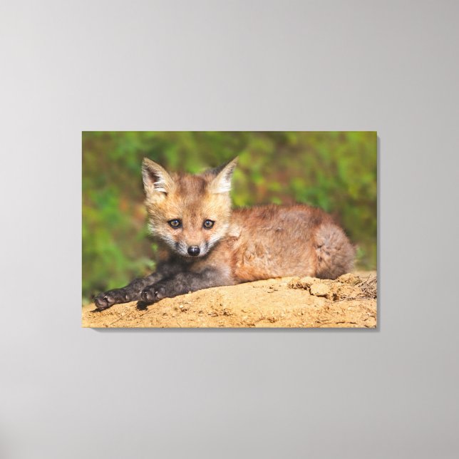 Toile Animaux de bébés cutest | Red Fox Pup (Recto)