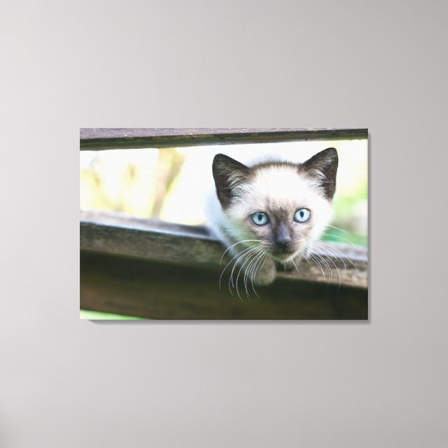 Toile Animaux de bébés cutest | Siamese Kitten 2 (Recto)