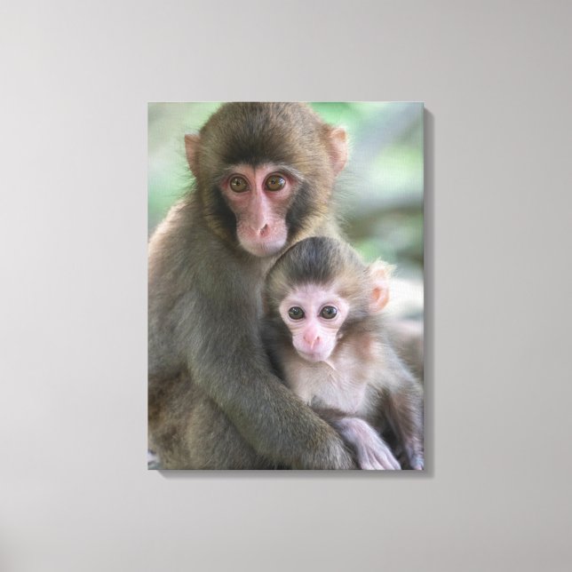 Toile Animaux de bébés cutest | Singes japonais (Recto)
