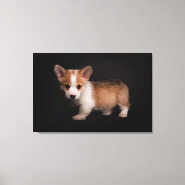 Toile Animaux de bébés cutest | Tiny Corgi (Recto)