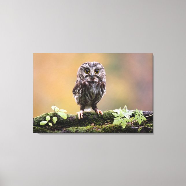 Toile Animaux de bébés cutest | Un hibou-bébé (Recto)