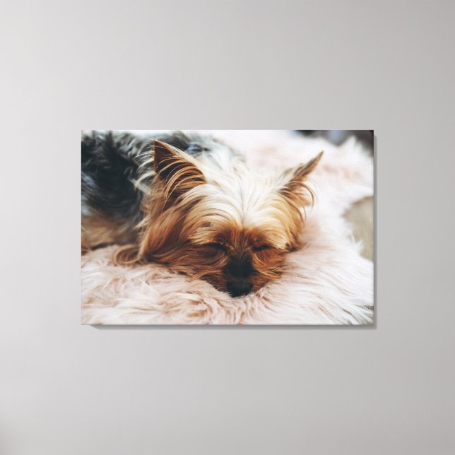 Toile Animaux de bébés cutest | Yorkshire Terrier (Recto)